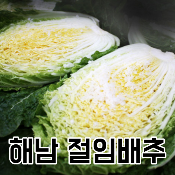 [지정일배송] 해남 속이 꽉찬 절임배추 김장 배추 20kg, 바로발송