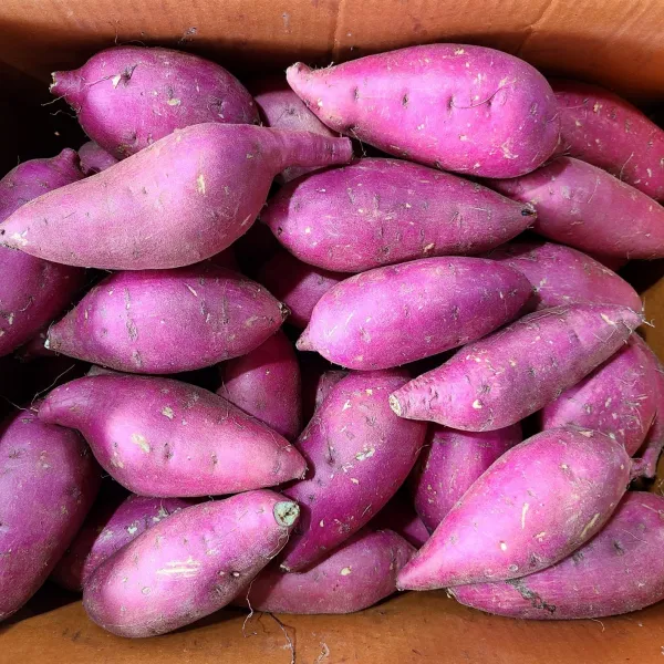 영호네농산물 2020년 햇고구마 꿀 밤고구마 특품 3kg 5kg 1box 중사이즈 100g내외 3kg
