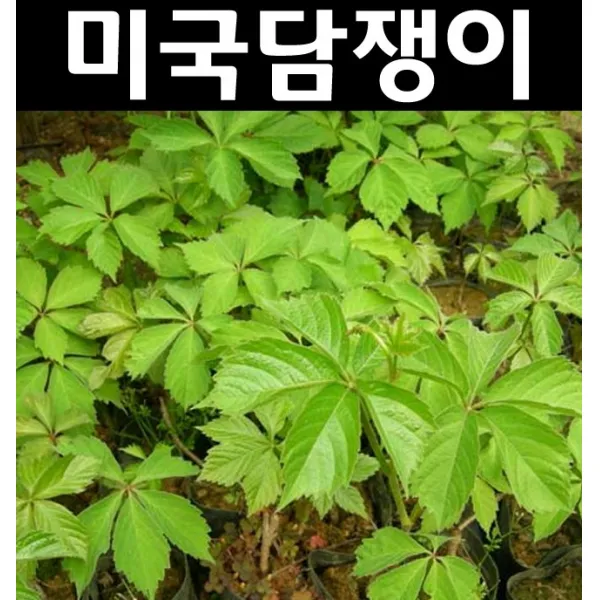 미국담쟁이 포트 5개/나무 묘목/덩굴성식물