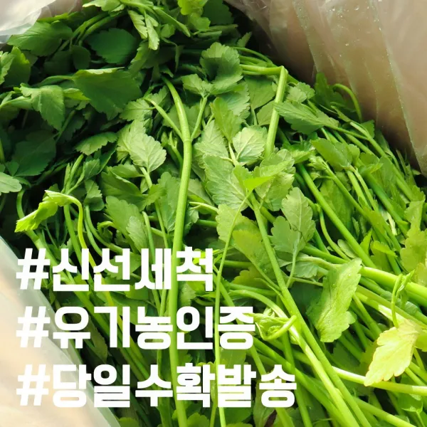 유기농인증 밭에서 제배한 옥산 하우스 세척 미나리 산지직송 당일수확발송, 01.유기농(특)미나리500g