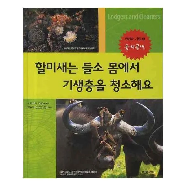 할미새는 들소 몸에서 기생충을 청소해요