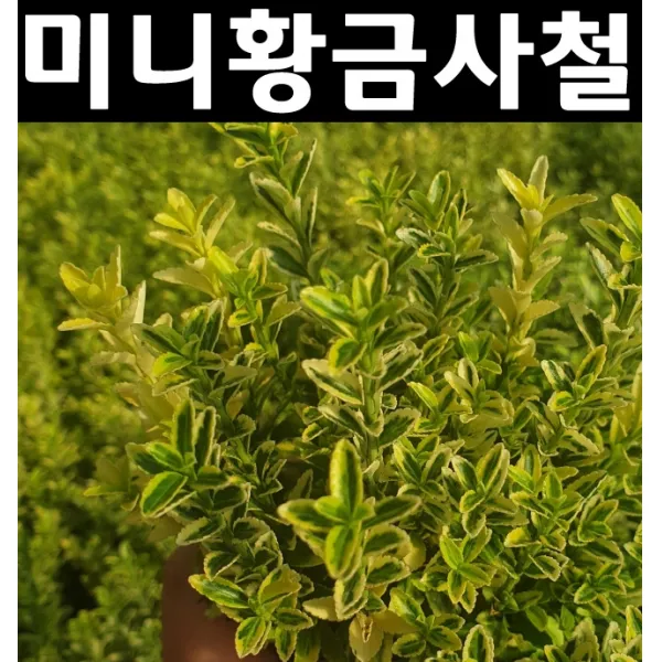 미니황금사철나무 묘목 4치포트 5개/조경수/관상수