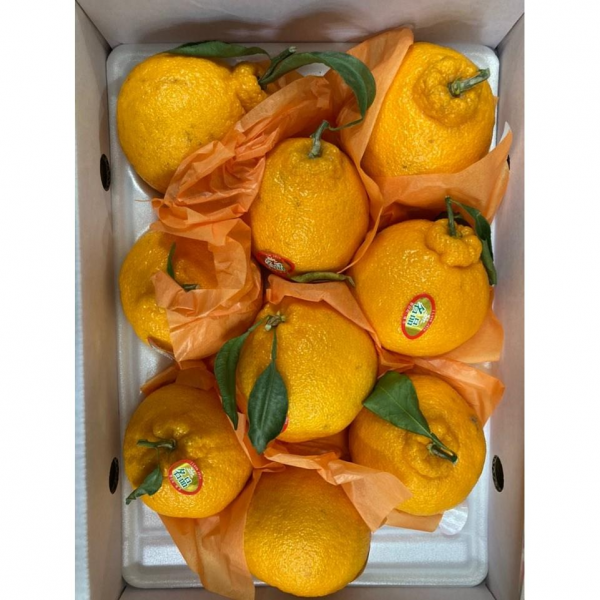 과일백화점 제주도 고당도 한라봉 서귀포 한박스 3kg 달달한 만감류