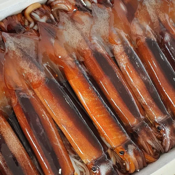  장군수산 당일조업_생물 오징어1kg 5~8미내외 _태안 황금어장에서 조업 후 산지직송 1박스 생물 오징어 1kg 5~8미 