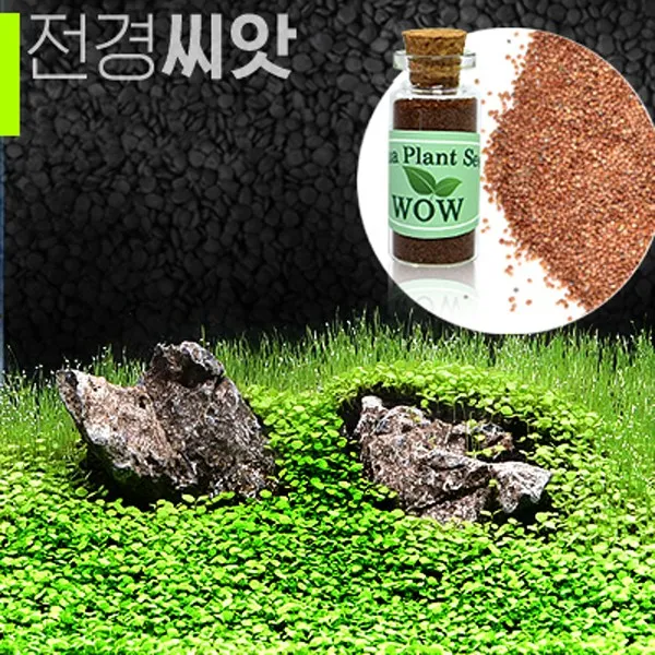 전경수초 발아씨앗 어항장식 수족관꾸미기 