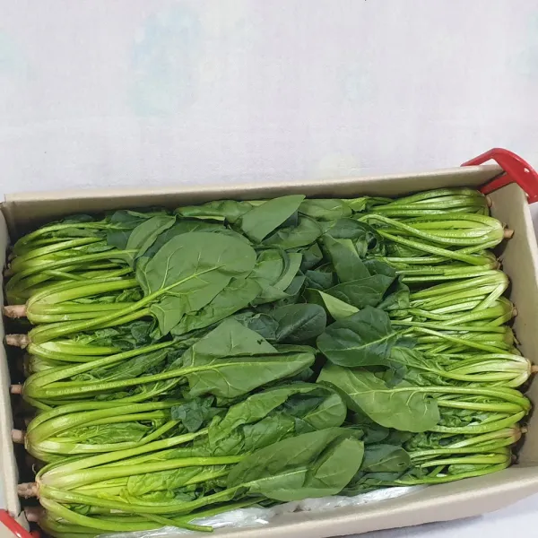 백산상회 열무 4kg 시금치4kg 쑥갓4kg, 1박스