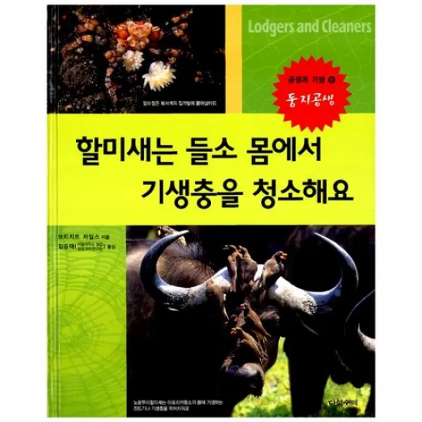 할미새는 들소 몸에서 기생충을 청소해요