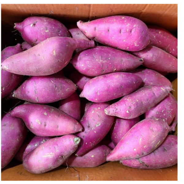맛보장 유기농 무농약 영암 토울고구마 베니하루카 3kg 5kg 10kg, 중소사이즈