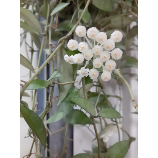 호야 라쿠노사/꽃향기가 너무좋아요.