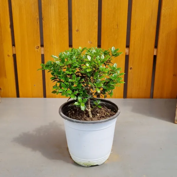 가꾸다 미니은목서(중품) Osmanthus heterophyllus 'Kaori hime' 애기 구골목서