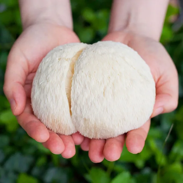 셋째딸농부 생노루궁뎅이버섯 무농약 전북부안 2팩 360g