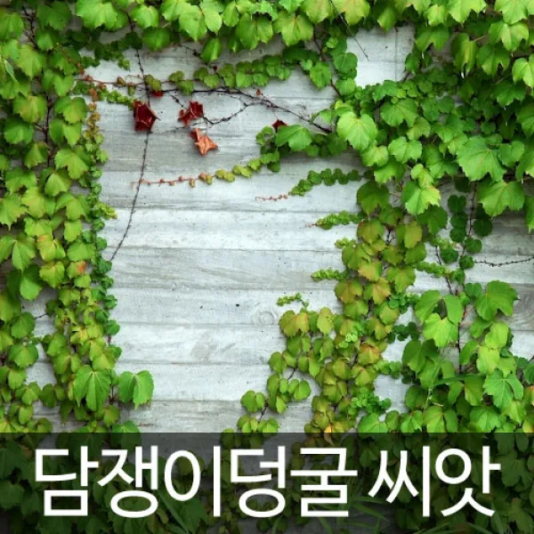 담쟁이덩굴 담쟁이넝쿨 담쟁이덩쿨 담쟁이 씨앗 500알