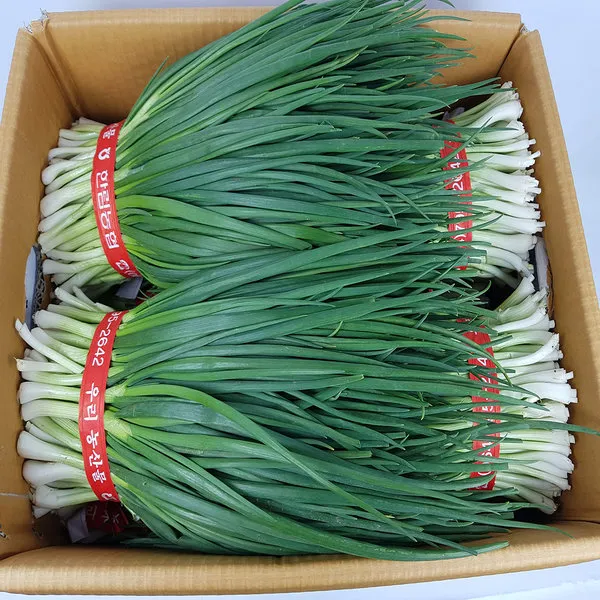 쪽파 제주깐쪽파 1kg 내외 1단 발품장터, 단일상품