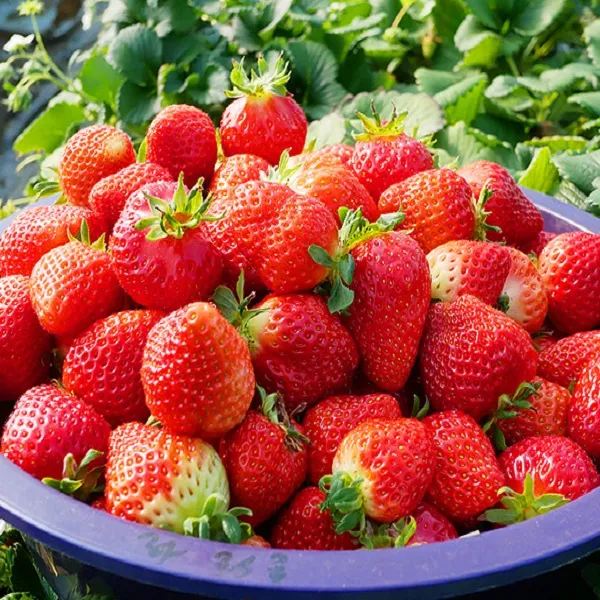  인빌푸드 달콤한 하동옥종딸기 2kg 단품