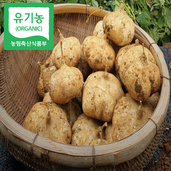 6시내고향 유기농 히카마 얌빈 멕시코 감자 5Kg 10kg, 10kg