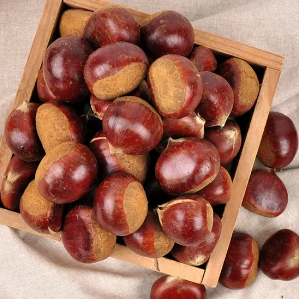 [부여직송] GAP인증 김가령님의 햇 알밤 2kg, 3번 알밤 2kg(특), 상세설명 참조