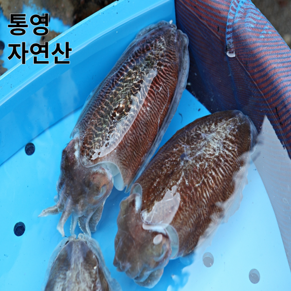 [오후 2시까지 당일 출고]살아있는 활 갑오징어 생물 1kg 오후 2시 까지 당일발송 통영 앞바다에서 자란 싱싱한 회감 활갑오징어 빙장 탱탱한 식감 최고, 활 갑오징어 3kg