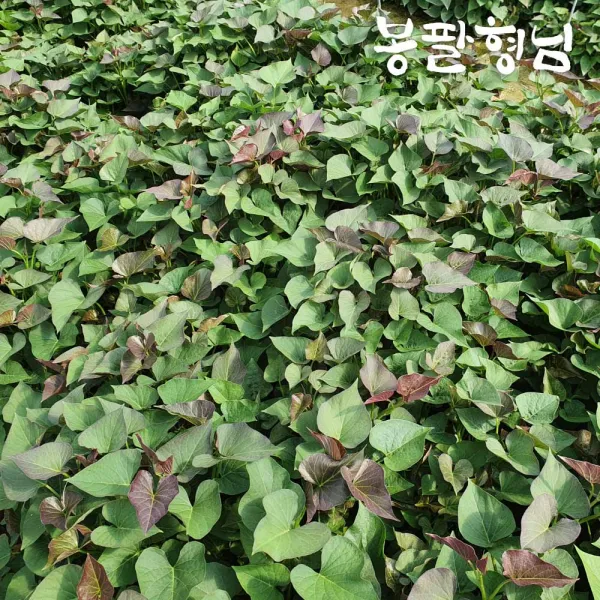 [봉팔형님] 꿀 고구마모종 고구마순, (꿀)1박스, 20kg