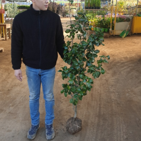 <뷰티풀 농원> 동백.애기동백, 1개, 야생동백 (홑꽃) 키120cm(분) 내외