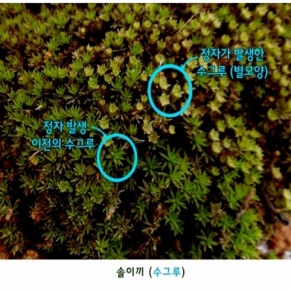 솔이끼(수그루/암그루), _8064_수그루