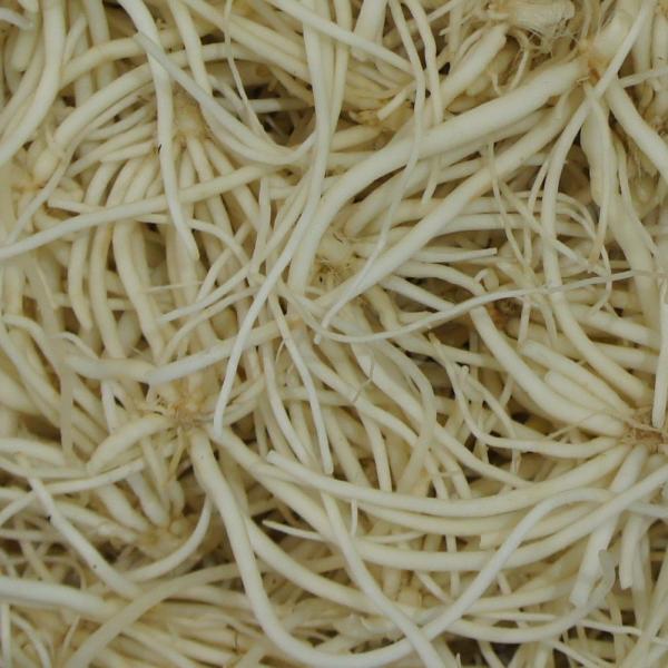 지리산차천지 삼채 요리 나물 삼체 뿌리 농장 생 세척 국산 1박스 1kgx1개입 세척생삼채