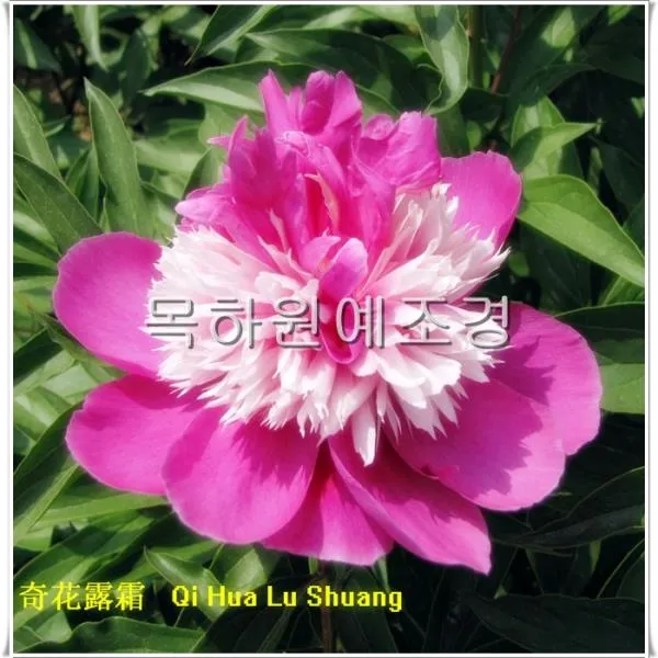 뿌리 수입 노랑 겹작약 꽃나무 겹목단 모종 묘목 목하원예조경 겹꽃작약 기화낙담 개화주3촉전후 *B!ust