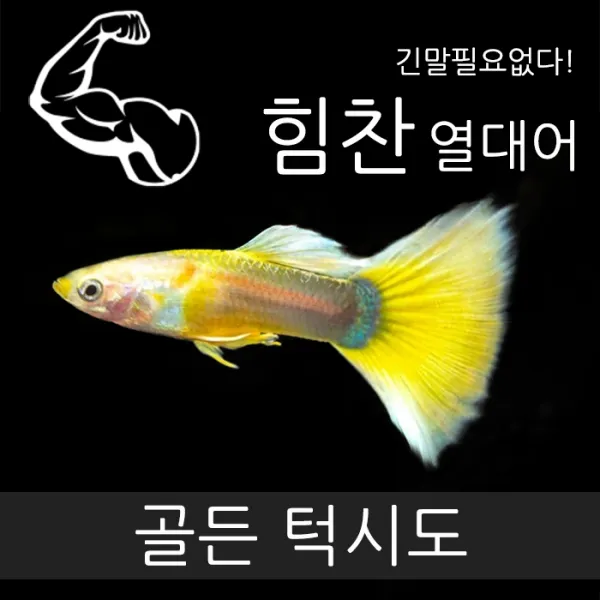  힘찬 대용량핫팩 보온포장무료! 골든턱시도 구피 숫5 암5 1개