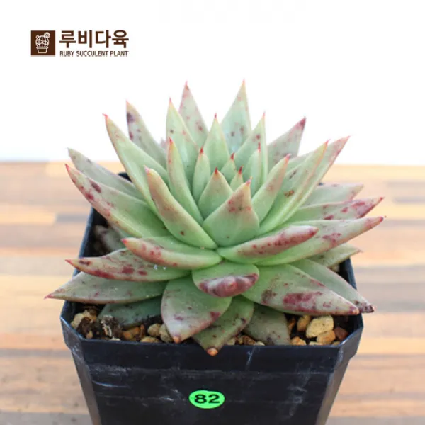 루비다육 다육식물_단품_오리지날새벽별982, 1개, 사진참조