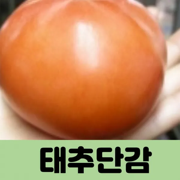 [코코트리] 감나무, 1개, 태추단감 감나무 접목1년