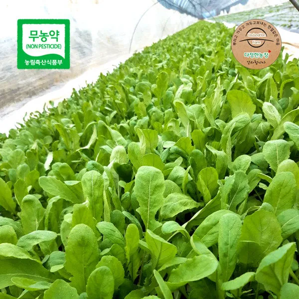  다정한농장 고창 무농약 허브 로케트 일반 루꼴라 생잎 1kg 상세 설명 참조