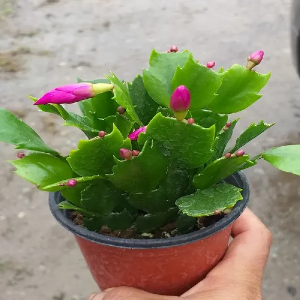 행복한꽃순이 게발선인장 체리핑크 가을게발 2단