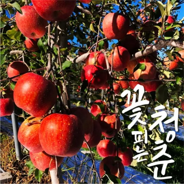 꽃피는청춘 산지직송 껍질째먹는 고당도 꿀맛 사과 5kg, 중과(15-17과)