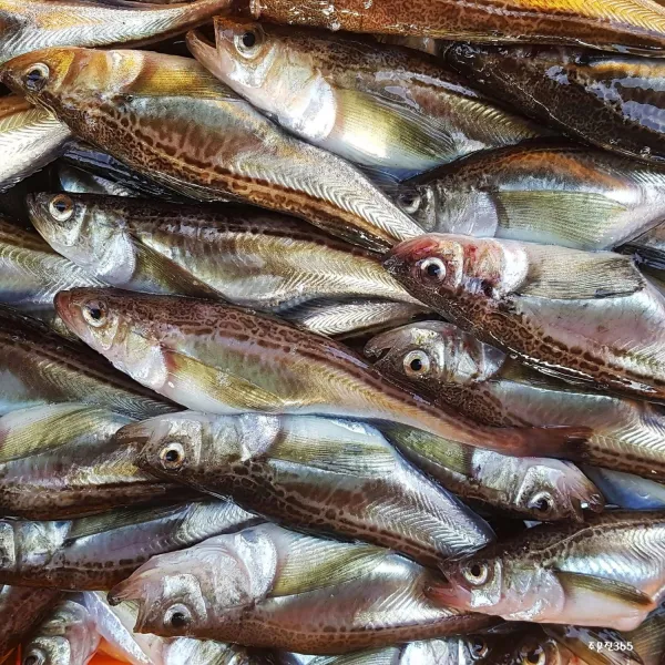 주문진365 산지직송 알 꽉 찬 생물 도루묵 대 10마리(21-25cm), 10마리