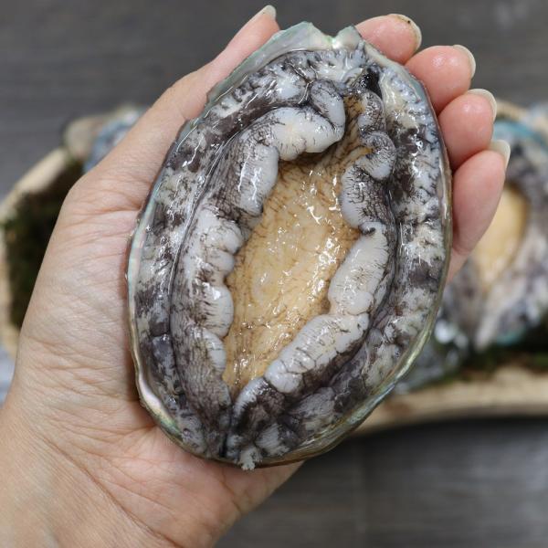 [과곰] 완도 산지직송 산소포장 싱싱한 활 전복 1kg, 1박스, 특7-8미