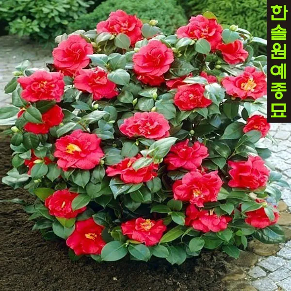 겹꽃동백나무 5치/6치화분, 03 동백(겹) 화분 H0.5m내외