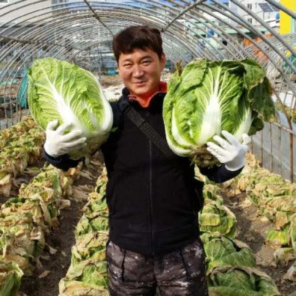 국산 100% HACCP인증 땅끝 해남 절임배추 10kg 오전 10시 이전 주문 당일발송, 11월 08일 (월) 출고 - 09일 (화) 도착