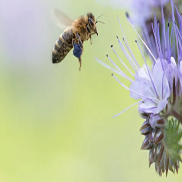 Southwest Transitional Honey Bee Pasture Blend (2.5 acre) 2.5 에이커 남서부 과도기 꿀벌 목장 혼합 (2.5 에이커), 1