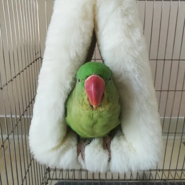 앵무새포치 플러시 삼각형 양털 겨울새의 둥지, 옵션1