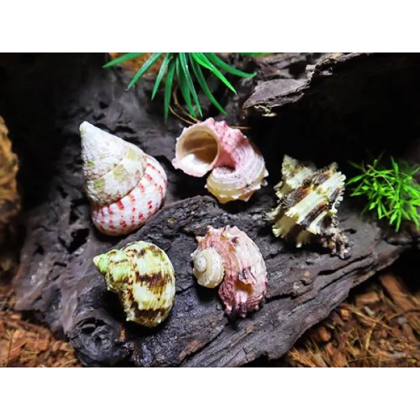 [미소크랩]소라게 기본쉘 소 5종(1.0~2.2cm) 방과후소라게쉘