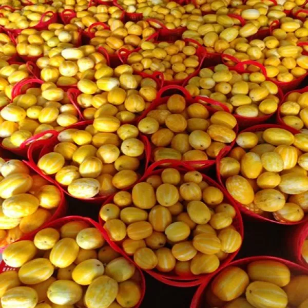 산지직송 성주참외 가정용 5kg~10kg, 1박스, 01_가정용 실속혼합과 5kg(박스무게포함)