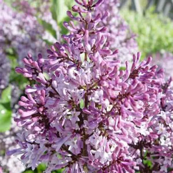 라일락화분 미스김라일락 H40cm전후 꽃나무