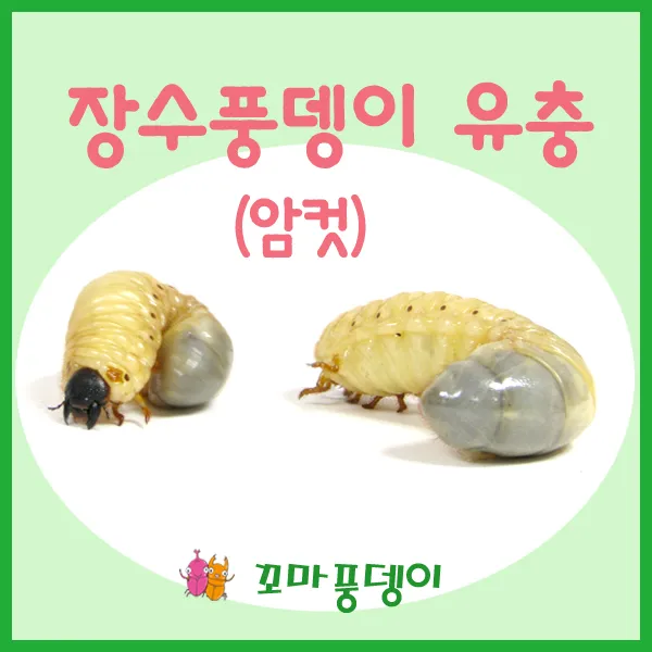 꼬마풍뎅이 장수풍뎅이 유충, 2번 장수풍뎅이 유충 암컷