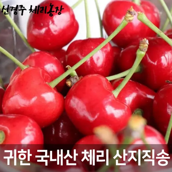 신경주체리농장 정성종님의 산지직송 제철맞은 국산 채리 생체리, 1팩, 500g