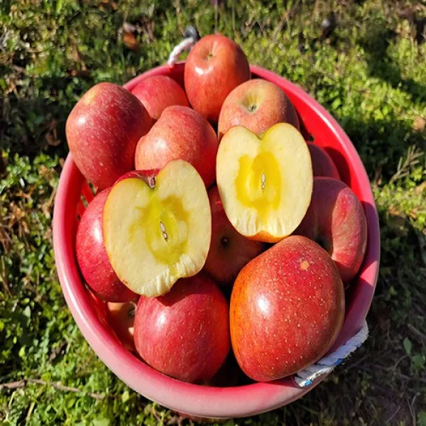 미스터 껍질째먹는 꿀사과 부사 가정용 흠집사과 못난이사과 5kg 10kg, 3. 중소과 5kg (18-20과)