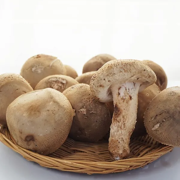 충남 부여 송화버섯 대 1box 500g