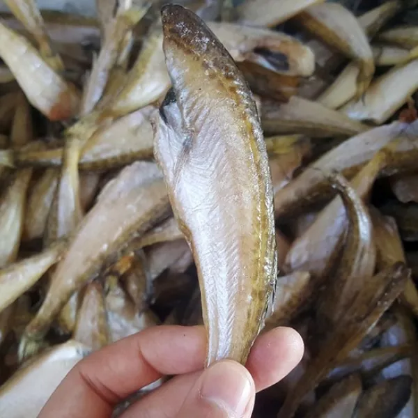  K쇼핑 국내산 반건조 도루묵 20미 크기 랜덤 