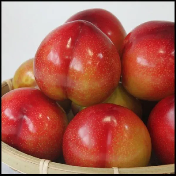 참과일 새콤달콤 자두, 1박스, 1.6kg(20과 내외)