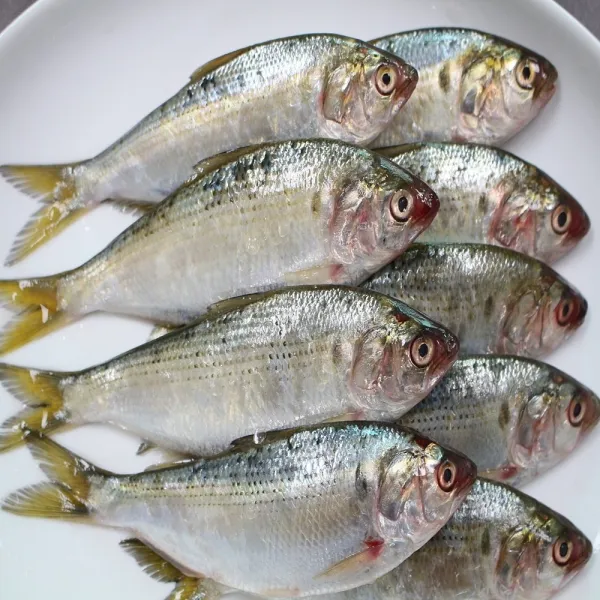 [감별] 서천 쫄깃한 가을 전어 구이용 전어회, 구이용 1kg 내외 (10-18미)