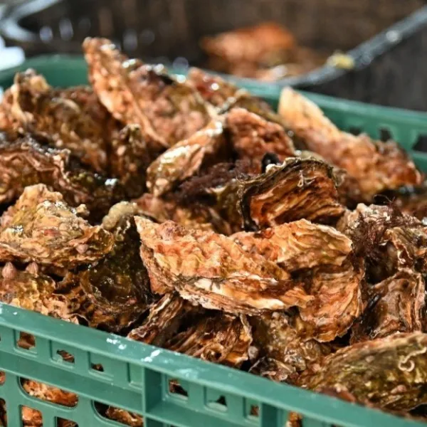 (무료배송)성혼수산 각굴(찜용), 1인분, 5kg