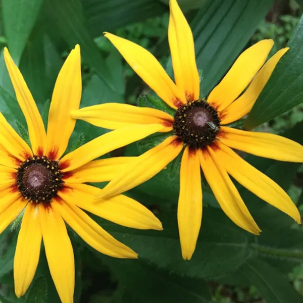  Ogun 꽃씨앗 정원 야생화 꽃씨 종자 루드베키아 1000립 야생화씨앗 정원가꾸기 꽃씨 꽃기르기 씨앗+wzmarket Ogun_단일옵션